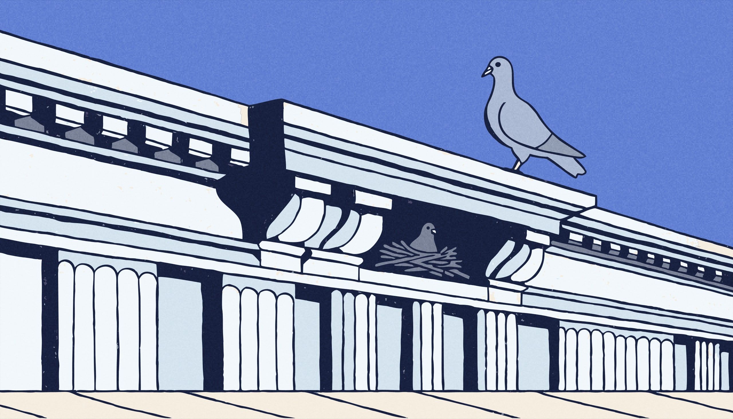 Le pigeon niche en hauteur, dans des recoins hérités de ses ancêtres des falaises ; ses petits y grandissent près d'un mois et en sortent presque adultes.